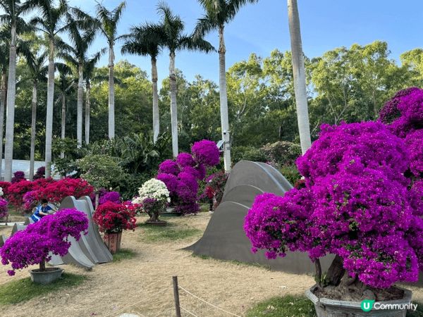 深圳蓮花山公園近期舉辦的季節限定花展，是市民與遊客熱門的打卡...