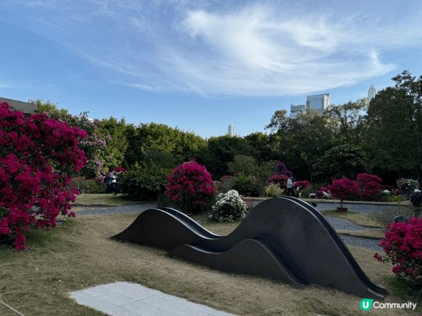 深圳蓮花山公園近期舉辦的季節限定花展，是市民與遊客熱門的打卡...