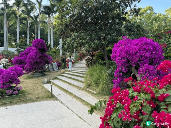 深圳蓮花山公園近期舉辦的季節限定花展，是市民與遊客熱門的打卡...