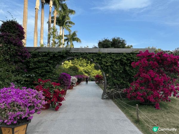 深圳蓮花山公園近期舉辦的季節限定花展，是市民與遊客熱門的打卡...