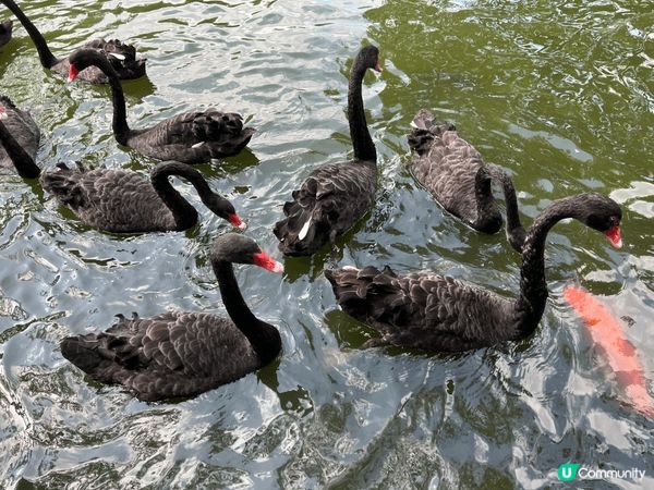 動物園，親親大自然，另外，大海世界，尋找生物多樣化，珊瑚，魚...