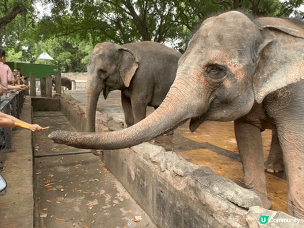動物園，親親大自然，另外，大海世界，尋找生物多樣化，珊瑚，魚...