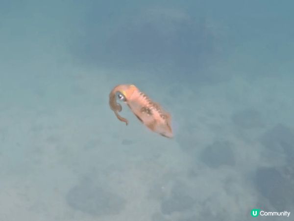 動物園，親親大自然，另外，大海世界，尋找生物多樣化，珊瑚，魚...