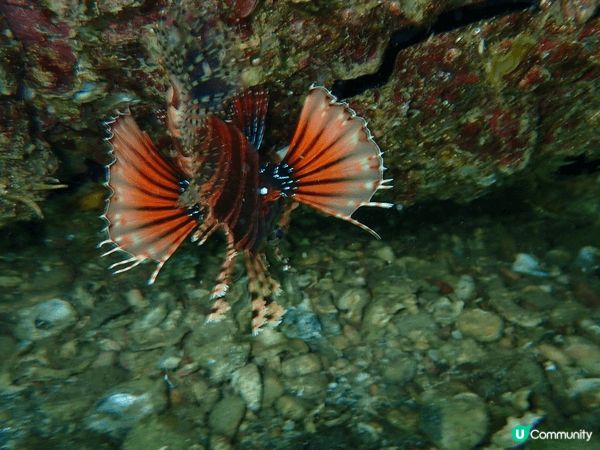 動物園，親親大自然，另外，大海世界，尋找生物多樣化，珊瑚，魚...