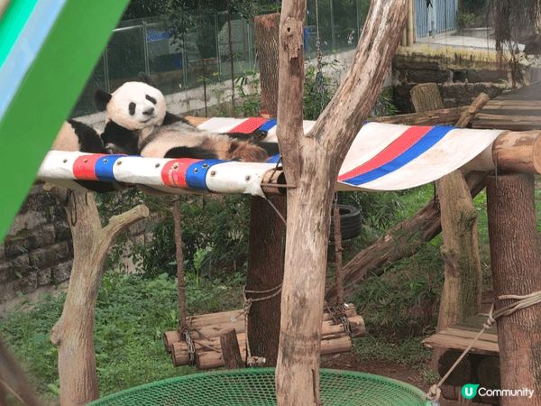 重慶呢趟旅行，每一幕都記喺心入面。睇熊貓攤喺架上面瞓晏覺，得...