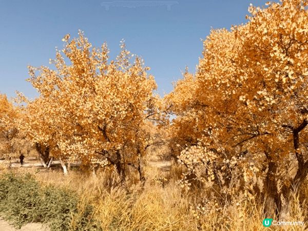 馬六甲住的高腳屋酒店黃昏美景 + 南彊秋色美景的胡楊林