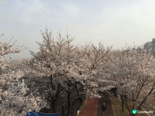 韓國櫻花通常於 3 月底至 4 月盛開。從首爾汝矣島到釜山鎮...