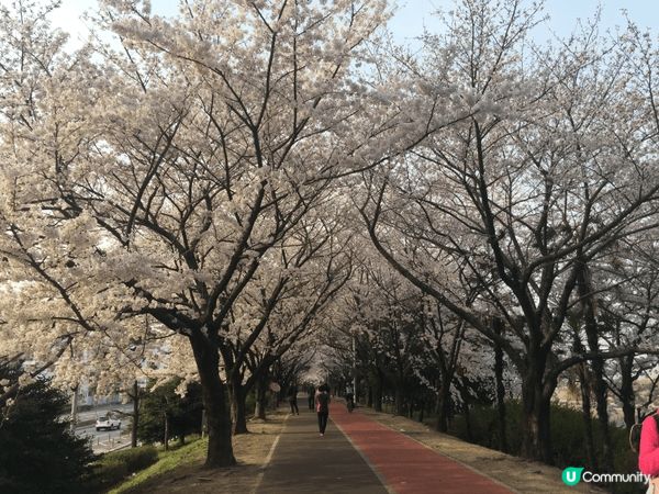 韓國櫻花通常於 3 月底至 4 月盛開。從首爾汝矣島到釜山鎮...