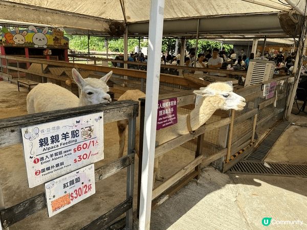 大埔蝶豆花園真係一家大小好嘅去處！入面有靚靚嘅花海，適合拍照...