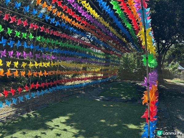 大埔蝶豆花園真係一家大小好嘅去處！入面有靚靚嘅花海，適合拍照...