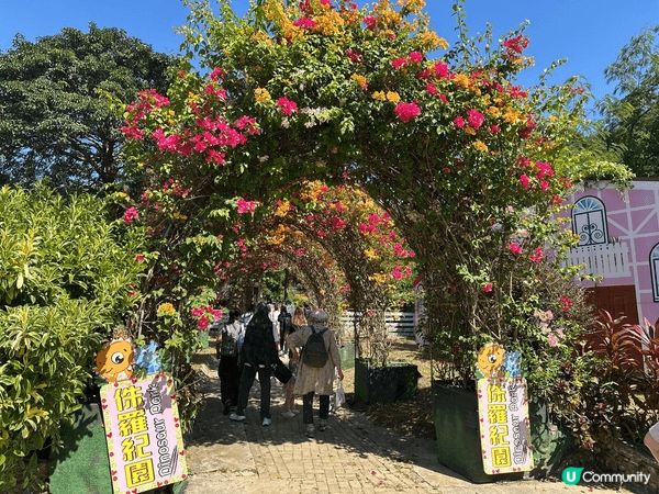 大埔蝶豆花園真係一家大小好嘅去處！入面有靚靚嘅花海，適合拍照...