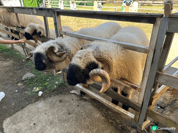 大埔蝶豆花園真係一家大小好嘅去處！入面有靚靚嘅花海，適合拍照...