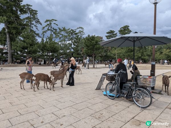 奈良公園, 純真感爆發, 欣賞全接觸。.   大阪市 旅遊點...