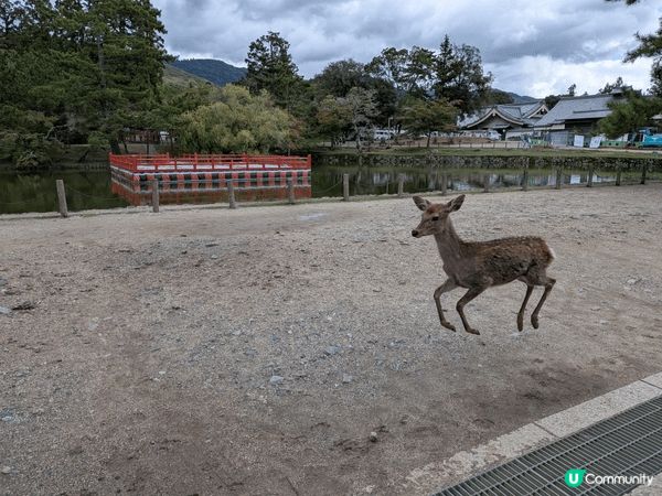 奈良公園, 純真感爆發, 欣賞全接觸。.   大阪市 旅遊點...