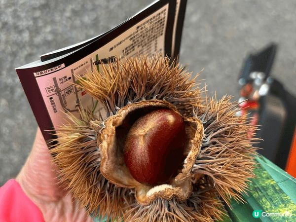日本東京溫泉之旅，見識到原生栗子及各郊外野菜新鮮海鮮！無敵！...