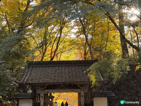 名古屋近郊的香嵐溪及清洲城。11月尾是紅葉的季節。香嵐溪的紅...