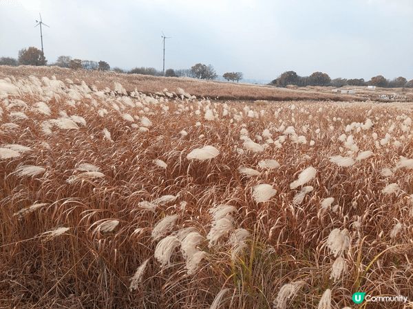 參觀韓國的一望無際芒草公園及庭園，也在光影體驗館盡情拍下美照...