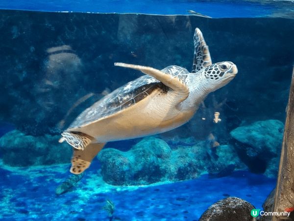 海洋公園2隻出生嘅熊貓bb和水族館嘅大海龜都是必去打卡熱點，...