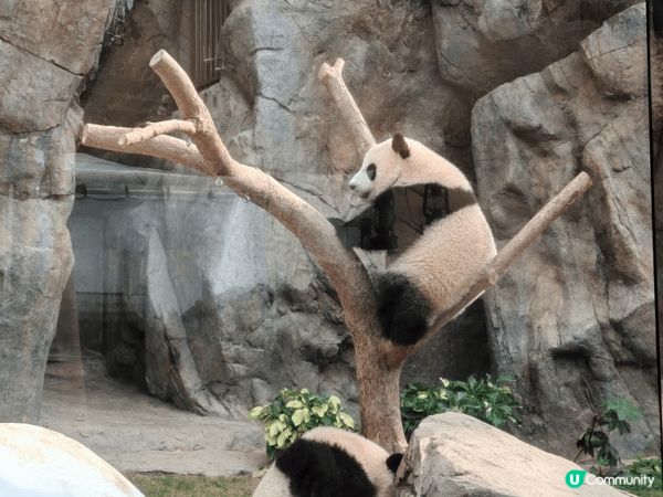 海洋公園2隻出生嘅熊貓bb和水族館嘅大海龜都是必去打卡熱點，...