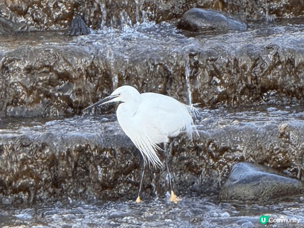 深圳洪湖公园位於罗湖區，總面积59.15萬平方米，，湖面面積...