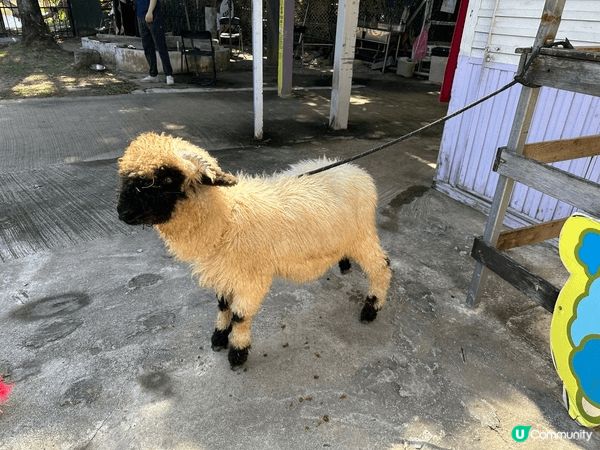 大埔蝶豆花園真係一家大小好嘅去處！入面有靚靚嘅花海，適合拍照...