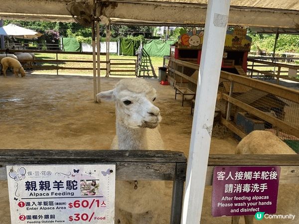 大埔蝶豆花園真係一家大小好嘅去處！入面有靚靚嘅花海，適合拍照...