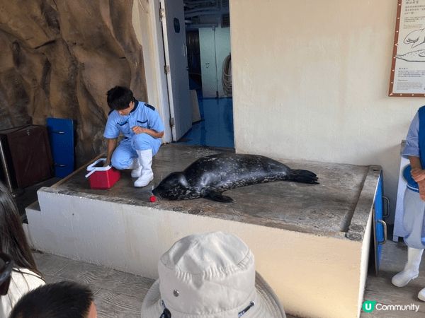 香港海洋公園是一場驚喜連連的冒險之旅！從刺激過山車到可愛海豚...