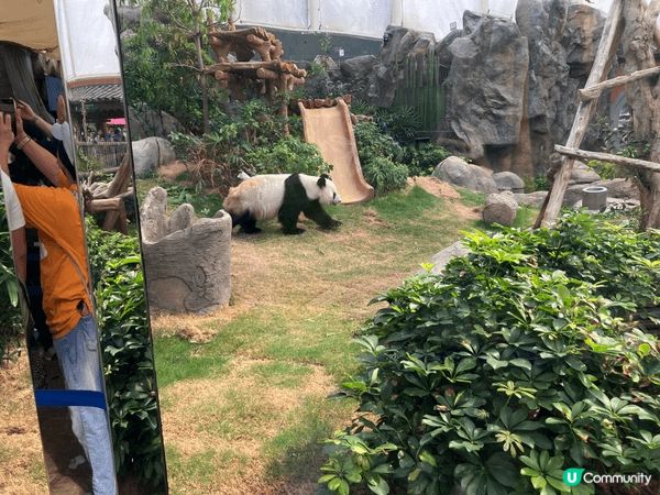 香港海洋公園是一場驚喜連連的冒險之旅！從刺激過山車到可愛海豚...