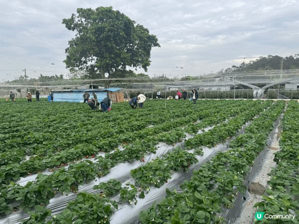 帶小朋友去朗屏士多啤梨園摘士多啤梨，完全不用入場費，摘幾多計...