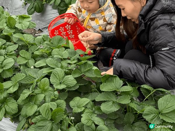 帶小朋友去朗屏士多啤梨園摘士多啤梨，完全不用入場費，摘幾多計...