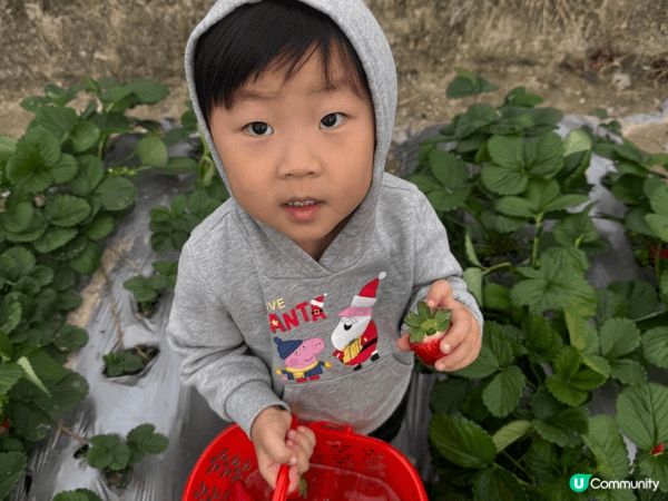 帶小朋友去朗屏士多啤梨園摘士多啤梨，完全不用入場費，摘幾多計...