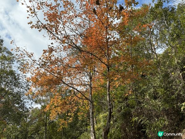 大棠郊野公園景色怡人， 楓葉亮麗 ，適合親子郊遊，難道唔高