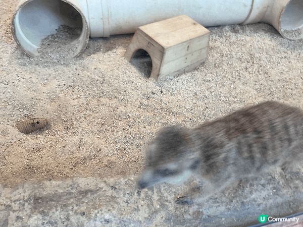 親子免費好去處—-香港動植物公園，公園新加水賴及小蒙狐兩位新...