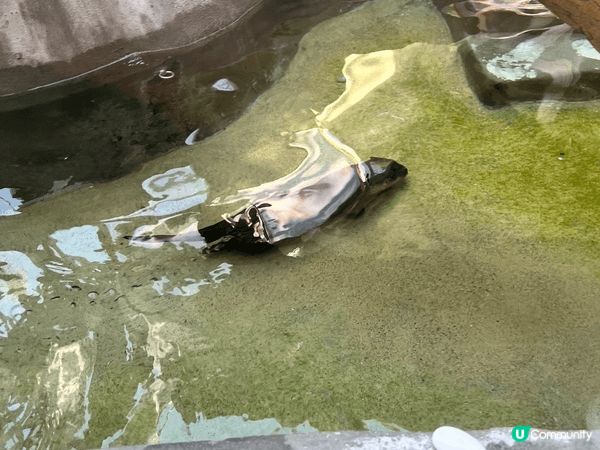 親子免費好去處—-香港動植物公園，公園新加水賴及小蒙狐兩位新...