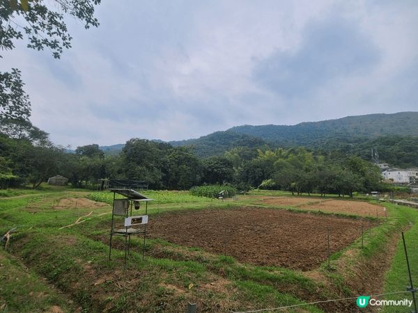 荔枝窩是一個適合假日郊外走走的好去處，附上荔枝窩的田園照片。...