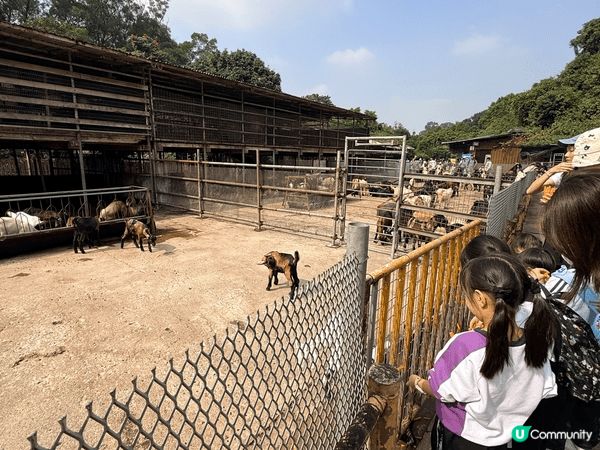 錦田鄉村俱樂部有小動物、大草地和人工湖，適合一家大小渡過一個...