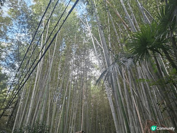 ✨️今次介紹和推薦一個遊日本京都嵐山區的休閒旅遊景點就是竹林...