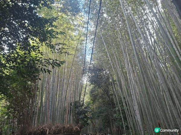 ✨️今次介紹和推薦一個遊日本京都嵐山區的休閒旅遊景點就是竹林...