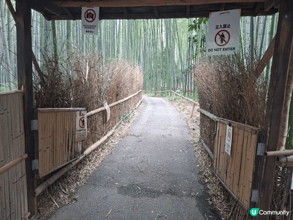 ✨️今次介紹和推薦一個遊日本京都嵐山區的休閒旅遊景點就是竹林...