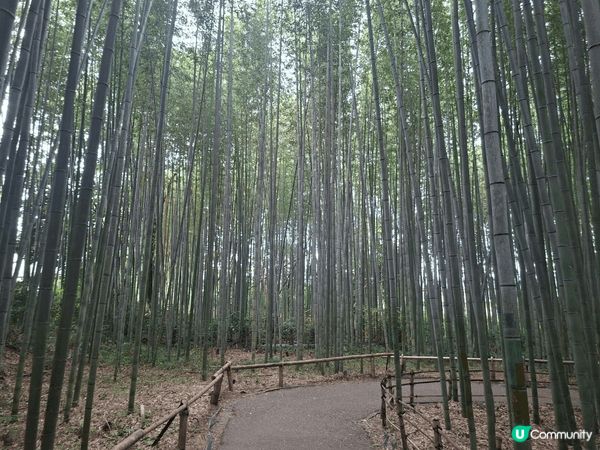✨️今次介紹和推薦一個遊日本京都嵐山區的休閒旅遊景點就是竹林...