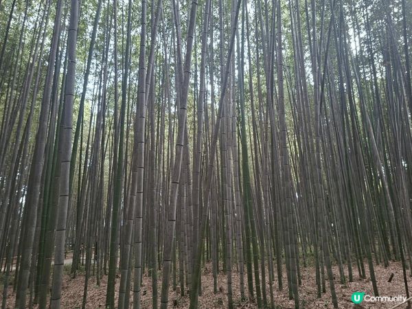 ✨️今次介紹和推薦一個遊日本京都嵐山區的休閒旅遊景點就是竹林...