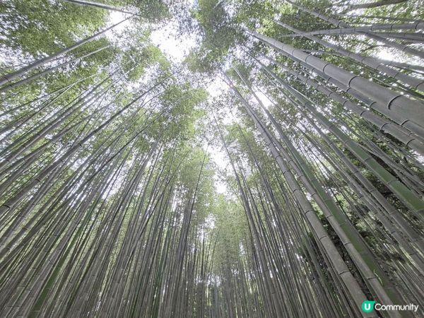 ✨️今次介紹和推薦一個遊日本京都嵐山區的休閒旅遊景點就是竹林...