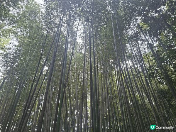 ✨️今次介紹和推薦一個遊日本京都嵐山區的休閒旅遊景點就是竹林...