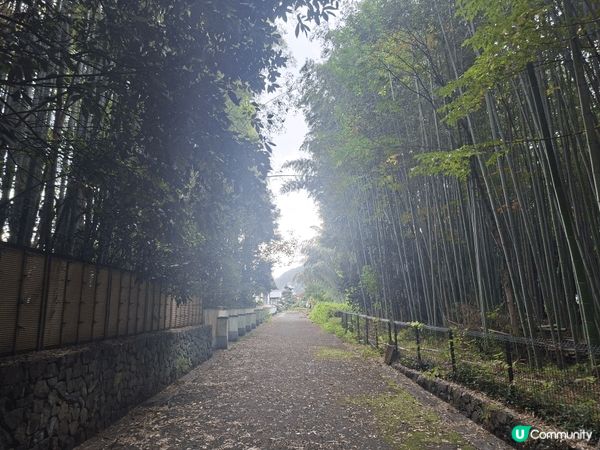 ✨️今次介紹和推薦一個遊日本京都嵐山區的休閒旅遊景點就是竹林...