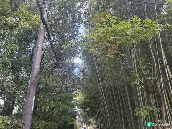 ✨️今次介紹和推薦一個遊日本京都嵐山區的休閒旅遊景點就是竹林...