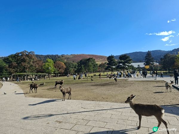 ✨今次介紹和推薦一個遊日本奈良的一個旅遊景點就是「奈良公園」...