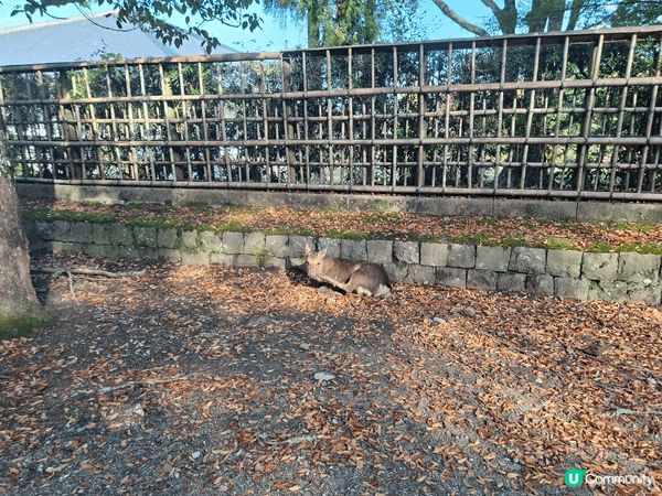 ✨今次介紹和推薦一個遊日本奈良的一個旅遊景點就是「奈良公園」...
