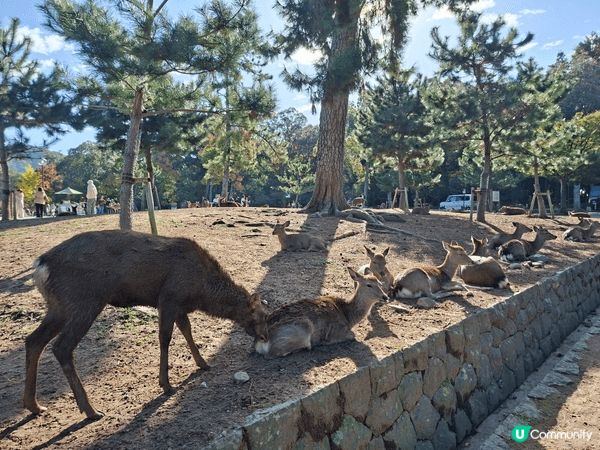✨今次介紹和推薦一個遊日本奈良的一個旅遊景點就是「奈良公園」...