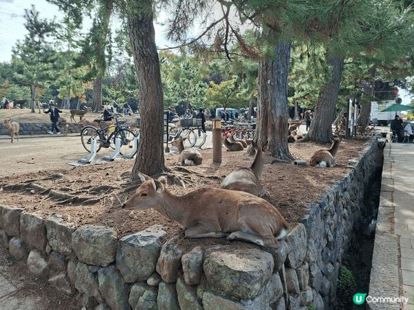 ✨今次介紹和推薦一個遊日本奈良的一個旅遊景點就是「奈良公園」...