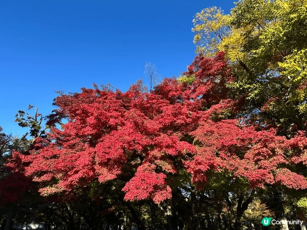 11月中，京都紅葉悄悄出來，一幅幅精美嘅圖畫，令人心曠神怡！...
